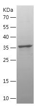    COX2 / Recombinant Human COX2