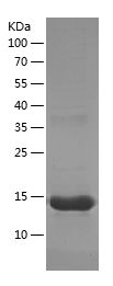    CD34 / Recombinant Human CD34