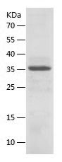    BACE1 / Recombinant Human BACE1