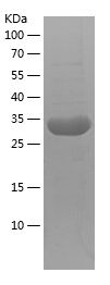    COX8A / Recombinant Human COX8A