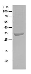    COX7A1 / Recombinant Human COX7A1