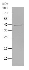    SEM1 / Recombinant Human SEM1