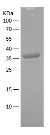    BECN1 / Recombinant Human BECN1