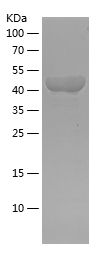    ACTN1 / Recombinant Human ACTN1