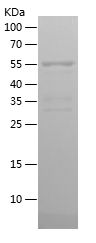    ATF4 / Recombinant Human ATF4