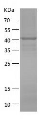    FGFR1 / Recombinant Human FGFR1