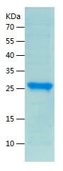    APOA1 / Recombinant Human APOA1