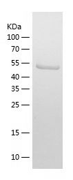    FST / Recombinant Human FST