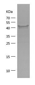    EIF2AK1 / Recombinant Human EIF2AK1