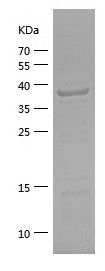    EIF5A / Recombinant Human EIF5A