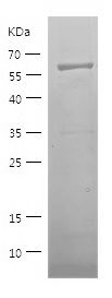    ELAVL2 / Recombinant Human ELAVL2