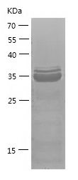    GATA4 / Recombinant Human GATA4