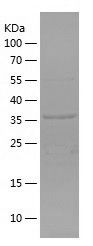    AGO1 / Recombinant Human AGO1