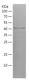    CP / Recombinant Human CP