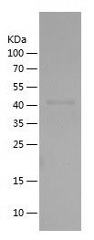    FMO2 / Recombinant Human FMO2