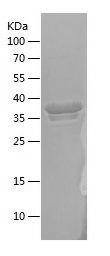    CRBN / Recombinant Human CRBN