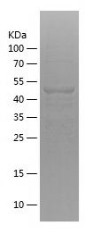    CEP350 / Recombinant Human CEP350