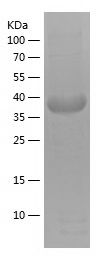    GRN / Recombinant Human GRN