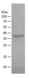    FAM3C / Recombinant Human FAM3C