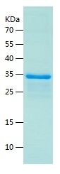    gpx4 / Recombinant Human gpx4