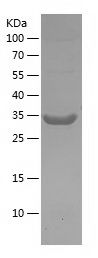    EPOR / Recombinant Human EPOR