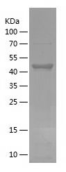    FOXO3A / Recombinant Human FOXO3A