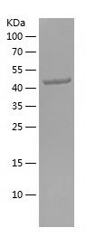    Fibronectin / Recombinant Human Fibronectin