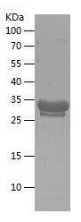    LITAF / Recombinant Human LITAF