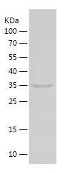    CYCS / Recombinant Human CYCS