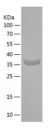    MRPL53 / Recombinant Human MRPL53