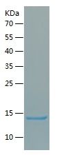    CD370 / Recombinant Human CD370