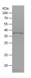    SNRPF / Recombinant Human SNRPF