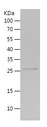    Crest / Recombinant Human Crest