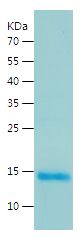    LY6D / Recombinant Human LY6D