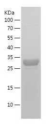    CD261 / Recombinant Human CD261