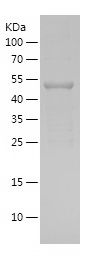    HNF1B / Recombinant Human HNF1B