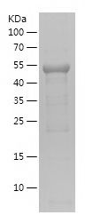    MDH2 / Recombinant Human MDH2