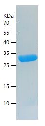    LGALS3 / Recombinant Human LGALS3