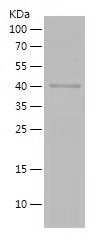    COL1A2 / Recombinant Human COL1A2