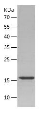    MYDGF / Recombinant Human MYDGF