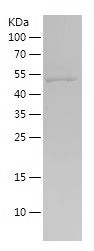    GSR / Recombinant Human GSR