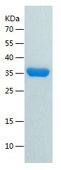    HBB / Recombinant Human HBB