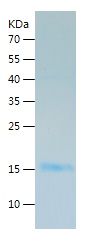    NTF3 / Recombinant Human NTF3