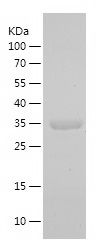    LAP3 / Recombinant Human LAP3