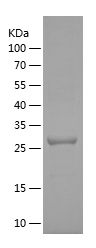    CIP4 / Recombinant Human CIP4