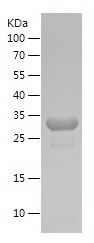    PGAM1 / Recombinant Human PGAM1