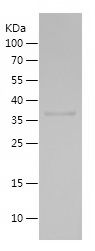    ITFG1 / Recombinant Human ITFG1