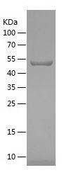    HMOX1 / Recombinant Human HMOX1