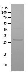    ITK / Recombinant Human ITK