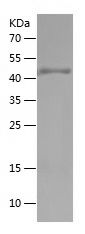    OCLN / Recombinant Human OCLN